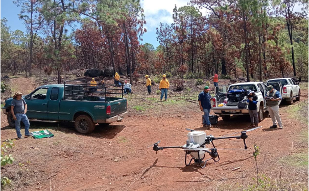 Dispersan 12 mil semillas en Pátzcuaro para restaurar el Estribo Grande