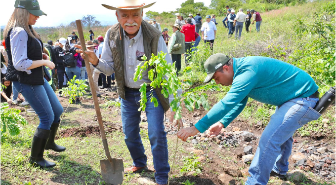 Michoacán va por récord verde; inicia Bedolla campaña para plantar 13 millones de árboles