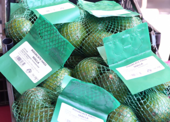 Reconocimiento a la Franja Aguacatera de Michoacán protege más de 150 mil empleos