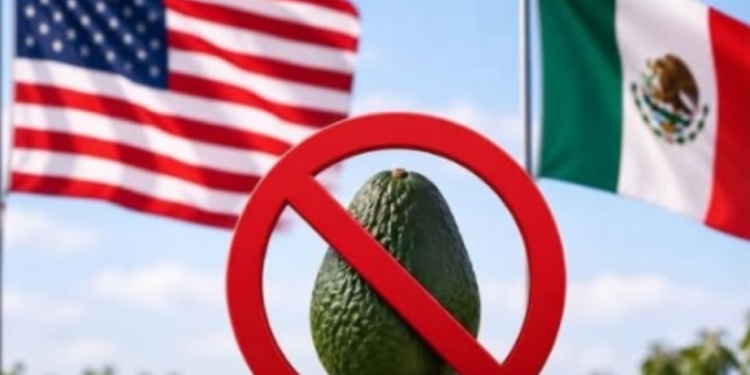 En peligro la exportación aguacate mexicano a EU