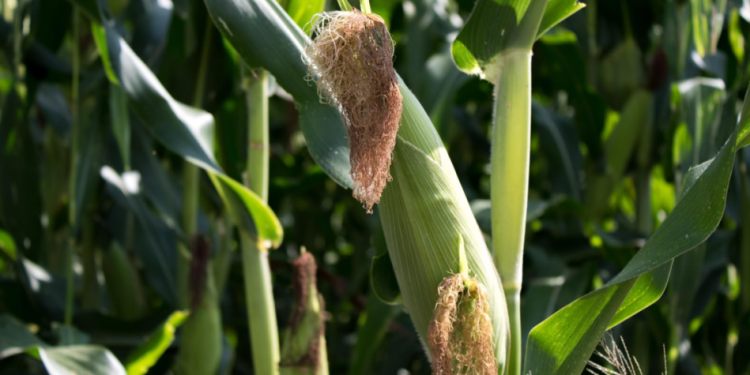 Más de 482 mdp para el campo; avanza pago a productores de maíz en Michoacán