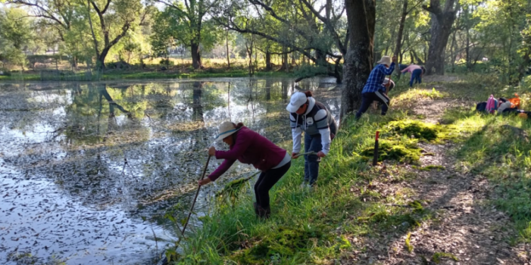 Con obras de conservación, Programa de Empleo Temporal blinda al lago de Pátzcuaro