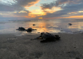 Michoacán está listo para el arribo de miles de tortugas marinas