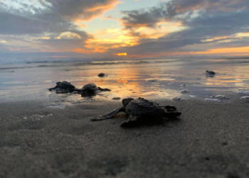 Michoacán está listo para el arribo de miles de tortugas marinas