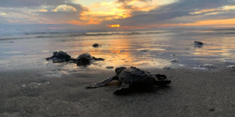 Michoacán está listo para el arribo de miles de tortugas marinas