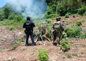 SSP y Defensa localizan e incineran 861 kilos de marihuana en Huetamo