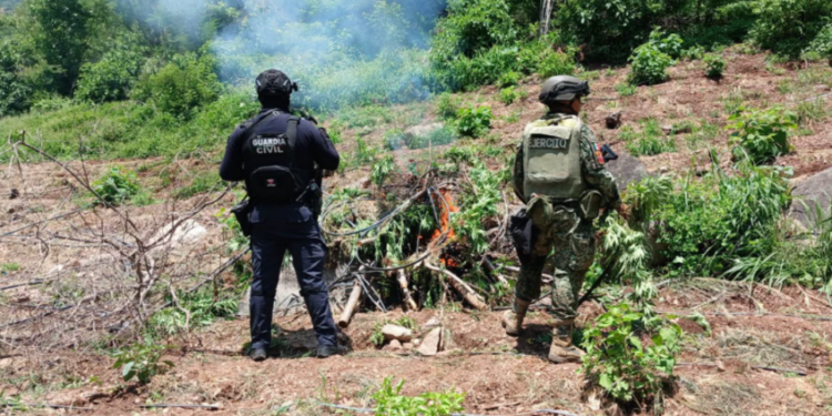 SSP y Defensa localizan e incineran 861 kilos de marihuana en Huetamo
