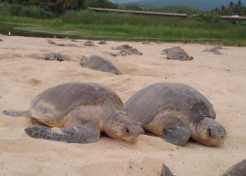 Inicia arribazón masiva de tortuga marina en playas de Michoacán