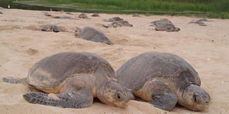 Inicia arribazón masiva de tortuga marina en playas de Michoacán