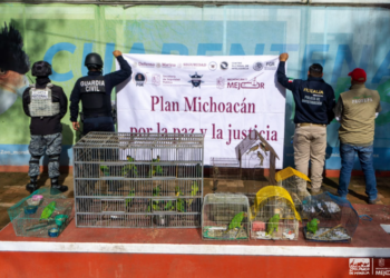 Zoológico de Morelia ha recibido más de 450 animales rescatados en la presente administración