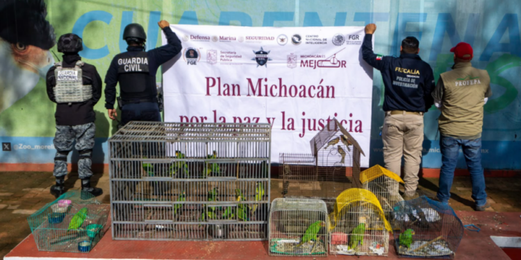 Zoológico de Morelia ha recibido más de 450 animales rescatados en la presente administración