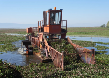 Intensifican trabajos de recuperación en el lago de Cuitzeo con maquinaria especializada