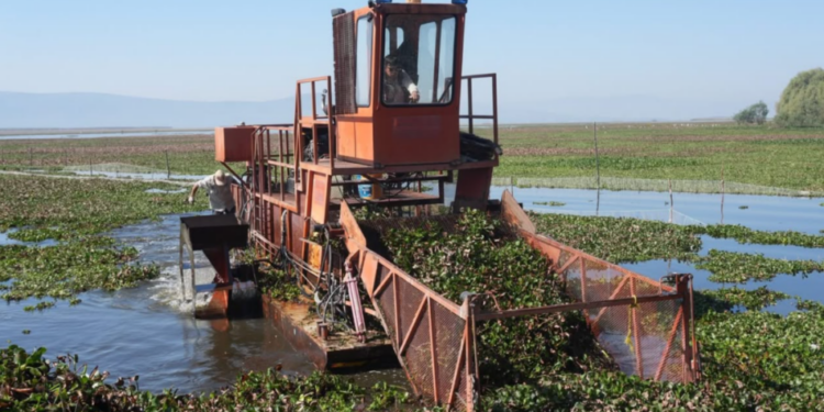 Intensifican trabajos de recuperación en el lago de Cuitzeo con maquinaria especializada