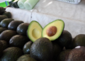 Michoacán cosechó un millón 460 mil toneladas de aguacate en la temporada 2025-2026
