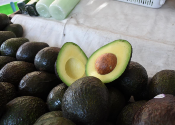 Michoacán cosechó un millón 460 mil toneladas de aguacate en la temporada 2025-2026