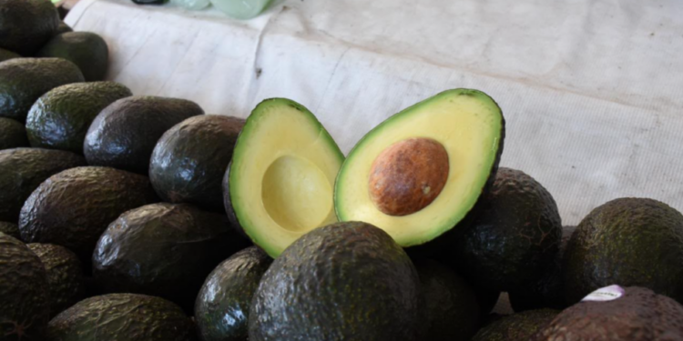 Michoacán cosechó un millón 460 mil toneladas de aguacate en la temporada 2025-2026