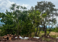 Zona de Tres Puentes contará con Corredor Ecológico; habrá árboles trasplantados y especies nativas