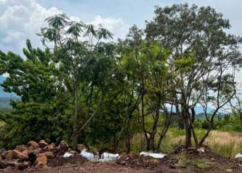 Zona de Tres Puentes contará con Corredor Ecológico; habrá árboles trasplantados y especies nativas