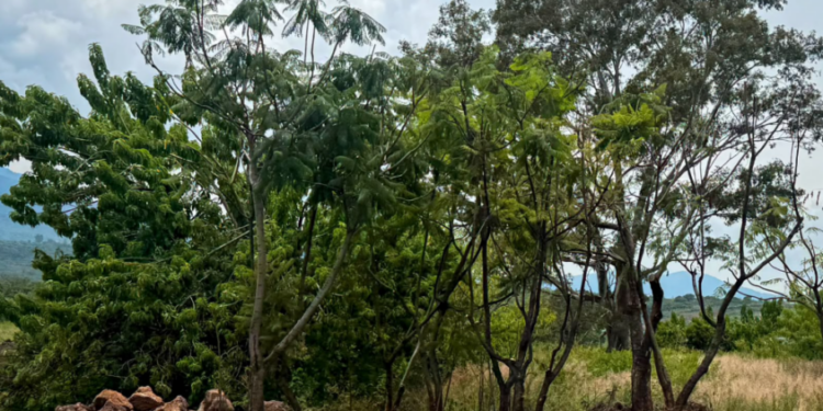 Zona de Tres Puentes contará con Corredor Ecológico; habrá árboles trasplantados y especies nativas