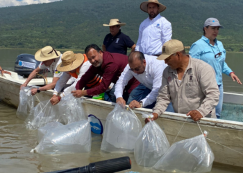 El lago de Pátzcuaro vuelve a tener vida y seguimos avanzando en su recuperación: Julio Arreola