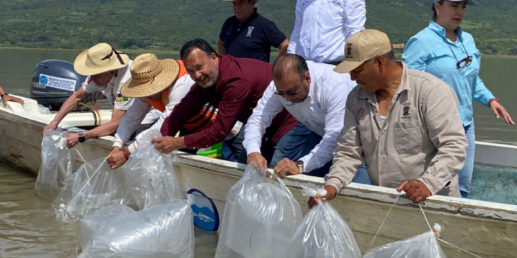 El lago de Pátzcuaro vuelve a tener vida y seguimos avanzando en su recuperación: Julio Arreola
