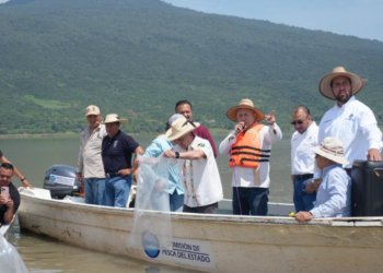 Compesca libera 80 mil nuevas crías de pez blanco en el lago de Pátzcuaro