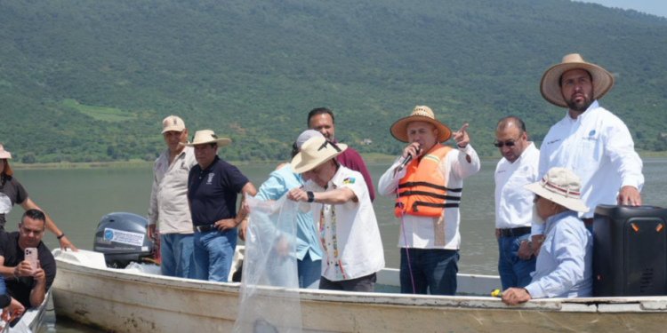 Compesca libera 80 mil nuevas crías de pez blanco en el lago de Pátzcuaro