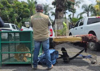 Cateos en Los Reyes y Peribán dejan un detenido y fauna exótica decomisada