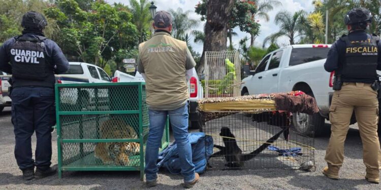 Cateos en Los Reyes y Peribán dejan un detenido y fauna exótica decomisada