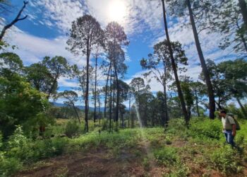 En Michoacán, más de 212 mil hectáreas protegidas; hay nueva área de conservación en Tancítaro