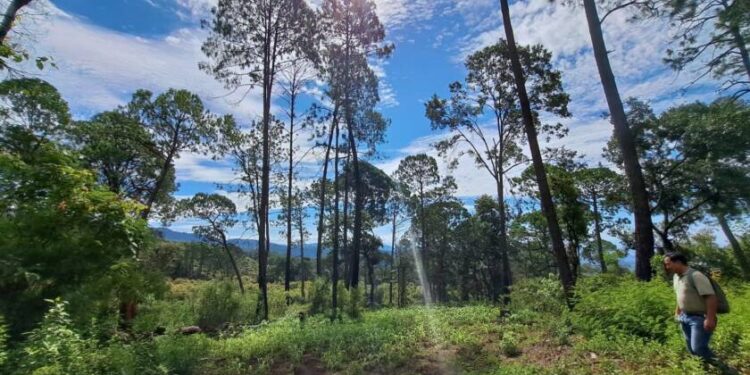 En Michoacán, más de 212 mil hectáreas protegidas; hay nueva área de conservación en Tancítaro