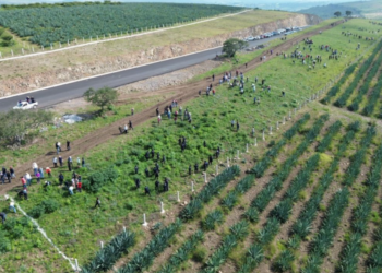 Reforesta SCOP el segundo anillo periférico de Morelia con más de 36 mil árboles endémicos