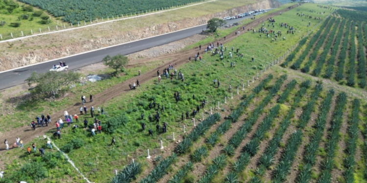 Reforesta SCOP el segundo anillo periférico de Morelia con más de 36 mil árboles endémicos