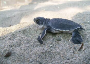 Nacen las primeras crías de tortuga marina tras el paso de los huracanes en costas michoacanas