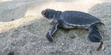 Nacen las primeras crías de tortuga marina tras el paso de los huracanes en costas michoacanas