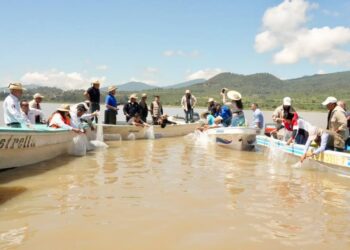 Suman 215 mil ejemplares de pez blanco liberados en el lago de Pátzcuaro