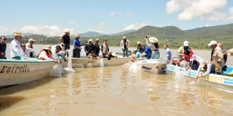 Suman 215 mil ejemplares de pez blanco liberados en el lago de Pátzcuaro