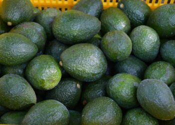 Certificado Laboral para la Agroexportación protege derechos de jornaleros del aguacate