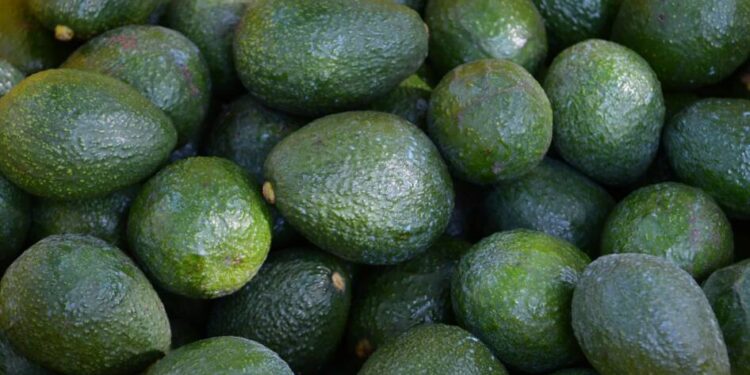 Certificado Laboral para la Agroexportación protege derechos de jornaleros del aguacate