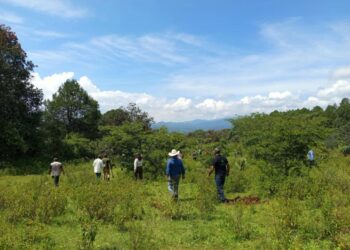 Michoacán triplica superficie de conservación forestal; más de 212 mil hectáreas protegidas