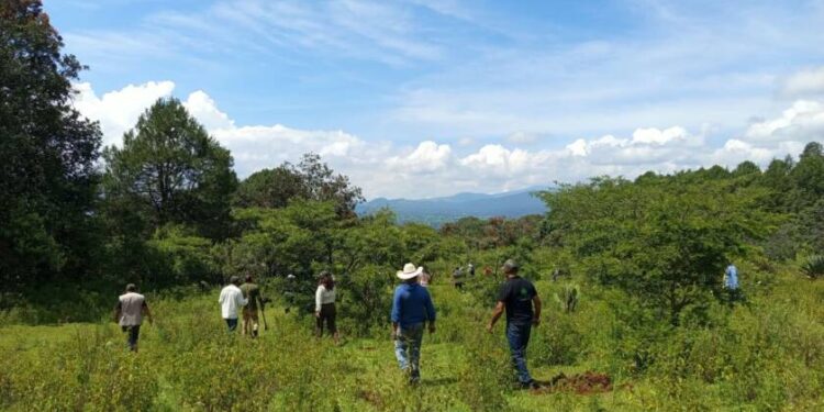 Michoacán triplica superficie de conservación forestal; más de 212 mil hectáreas protegidas