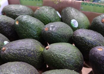 Productores de aguacate no están obligados a tramitar el certificado laboral; corresponde a exportadores