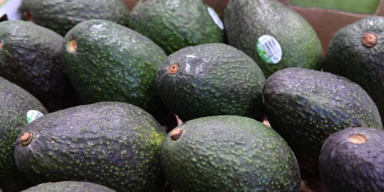 Productores de aguacate no están obligados a tramitar el certificado laboral; corresponde a exportadores