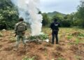 SSP y Defensa destruyen cerca de 96 mil plantas de mariguana en Huetamo