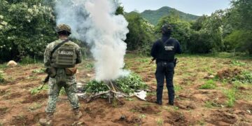 SSP y Defensa destruyen cerca de 96 mil plantas de mariguana en Huetamo
