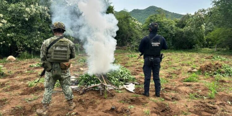SSP y Defensa destruyen cerca de 96 mil plantas de mariguana en Huetamo